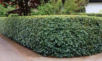 �rable champ�tre : taille 80/100 cm - Racines nues