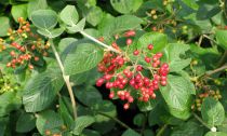 Viorne cotonneuse : taille 50/60 cm - Racines Nues