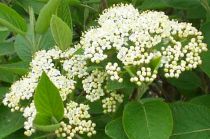 Viorne cotonneuse : taille 50/60 cm - Racines Nues