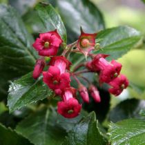 Escallonia 'Crimson Spire' : Taille 40/60 cm - Pot de 3 litres