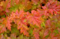 Stephanandra incisa 'Crispa' : Taille 10/15 cm - Godet 9x9 cm