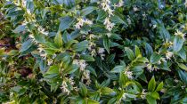 Sarcococca confusa : Taille 20/30 cm - Pot de 2 litres