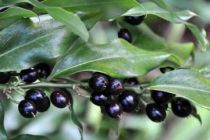 Sarcococca confusa : Taille 20/30 cm - Pot de 2 litres