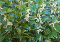 Sarcococca confusa : Taille 20/30 cm - Pot de 2 litres