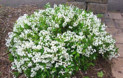 Deutzia 'Gracilis' : Taille 30/40 cm - Pot 3 litres