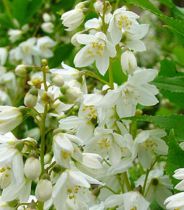 Deutzia 'Gracilis' : Taille 30/40 cm - Pot 3 litres