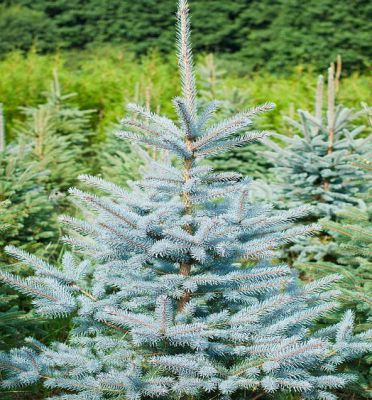 Epic�a bleu du Colorado, Sapin bleu : Taille 30/40 cm - Pot de 3 litres
