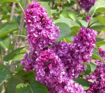 Lilas Charles Joly : Taille 40/60 cm - Pot de 5 litres