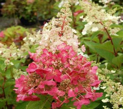 Hydrang�a Paniculata 'Pinky-Winky' : Taille 30/40 cm - Pot de 3 litres