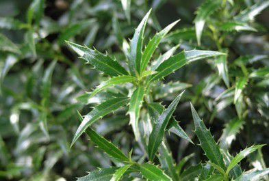 Houx � feuilles de myrte : Taille 30/+ cm - Pot de 3 litres