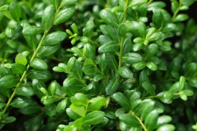 Houx cr�nel� 'Convexa' : Taille 20/30 cm - Pot de 3 litres