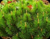 Pinus Mugo Mughus : Taille 25/30 cm - Pot 3 litres