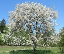 Merisier - cerisier des bois ou des oiseaux : taille 60/90 cm - Racines Nues