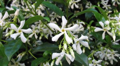 Jasmin �toil� : Taille 60/80 cm - Pot de 2 litres