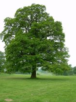 Chêne pédonculé : Taille 60/90 cm - Racine nues