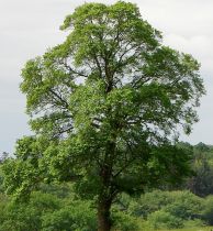 Orme champêtre : Taille 60/90 cm - Racines nues