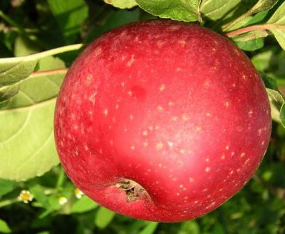 Pommier Reinette �toil�e : Basse tige / gobelet