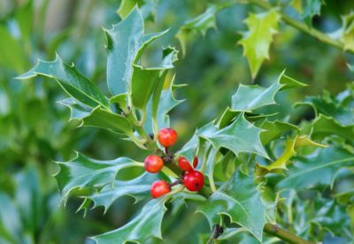 Ilex aquifolium 'Alaska' : Taille 60/80 cm - Pot de 3 litres
