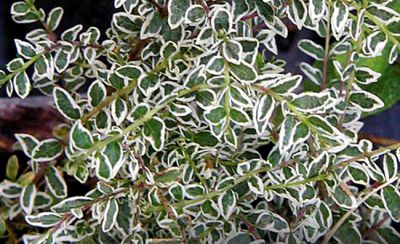 Ch�vrefeuille � feuilles de buis Silver Beauty : Taille 25/+ cm - Pot de 2 litres