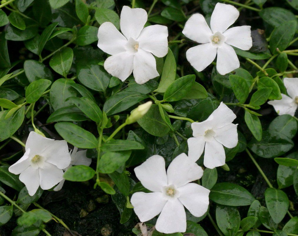 VINCA MINOR ‘GERTRUDE JEKYLL’ - Petite pervenche à fleurs  blanches : godet de 9x9 cm - Jardin des gazelles - Jardinerie en ligne