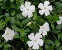 Petite pervenche à fleurs blanches : Godet de 9x9 cm