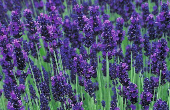 Lavandula angustifolia 'Hidcote Blue' (Lavande vraie)