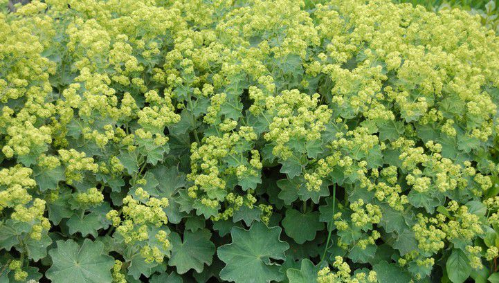 ALCHEMILLA MOLLIS - Alchemille commune -Manteau de Note-Dame