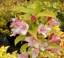 Weigela 'Looymansis Aurea' : Taille 30/40 cm - Pot de 3 litres