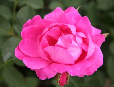 Rosier polyantha Melrose : 3 branches et + -Racines nues
