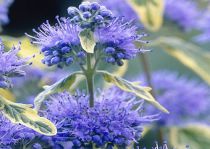 Caryopteris hybride clandonensis ' Summer Sorbet ' ® : Taille 30/40 cm - Pot de 3 litres