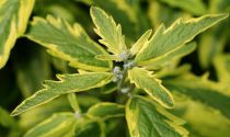 Caryopteris hybride clandonensis ' Summer Sorbet ' ® : Taille 30/40 cm - Pot de 3 litres