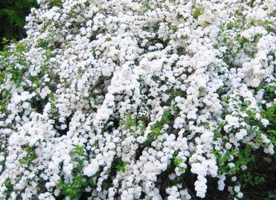 Spir�e x Vanhouttei : Taille 30/40 cm - Racines nues