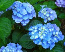 Hortensia 'Nikko Blue' : Taille 30/40 cm - Pot de 3 litres