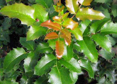 Mahonia � feuilles de houx : Taille 30/40 cm - Pot de 3 litres