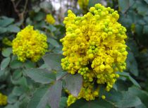 Mahonia à feuilles de houx : Taille 30/40 cm - Pot de 3 litres