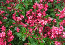 Escallonia 'Read Dream' : Taille 20/30 cm - Pot de 3 litres