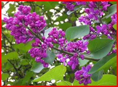 Lilas commun : Taille 40/60 cm - Ramifi� 2/3 branches - Pot de 3 litres