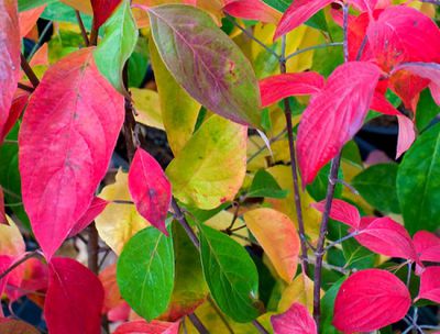 Cornus Florida Cherokee Chief : Taille 60/70 cm - Pot 7.5 litres