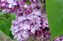 Lilas 'Belle de Nancy' : Taille 40/60 cm - Pot de 5 litres