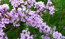 Lilas Persica Laciniata : Taille 40/60 cm - Pot de 3 litres