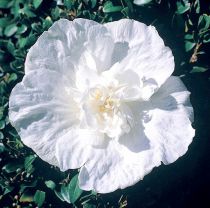 Hibiscus syriacus White Chiffon : Taille 40/60 cm - Pot de 3 litres