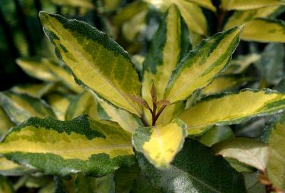 Elaeagnus ebbengei Eleador�  Lannou : Taille 10/15 cm - Godet 9x9 cm
