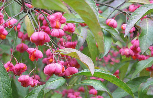 EUONYMUS EUROPAEUS - Fusain d'Europe : taille 60/80 cm - Racines Nues -  Jardin d