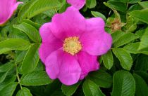 Rosier Rugeux / Rosier Rugosa : Taille 30/40 cm - Racines nues