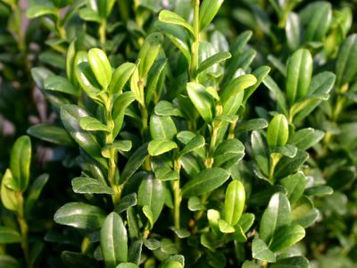 Houx Cr�nel� 'Fastigi�' : Taille 40/+ cm - Pot de 3 litres