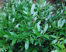 Prunus Laurocerasus Mount Vernon : Taille 25/30 cm - Pot de 3 litres
