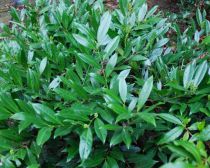 Prunus Laurocerasus Mount Vernon : Taille 25/30 cm - Pot de 3 litres