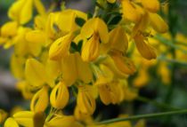 Genista Pilosa Vancouver Gold : Taille 20/30 cm - Pot de 2 Litres