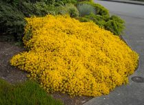 Genista Pilosa Vancouver Gold : Taille 20/30 cm - Pot de 2 Litres