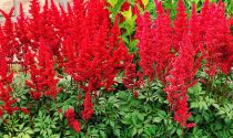 Astilbe de Chine 'Fanal' : Godet de 9x9 cm